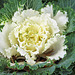 Cabbage Leaves