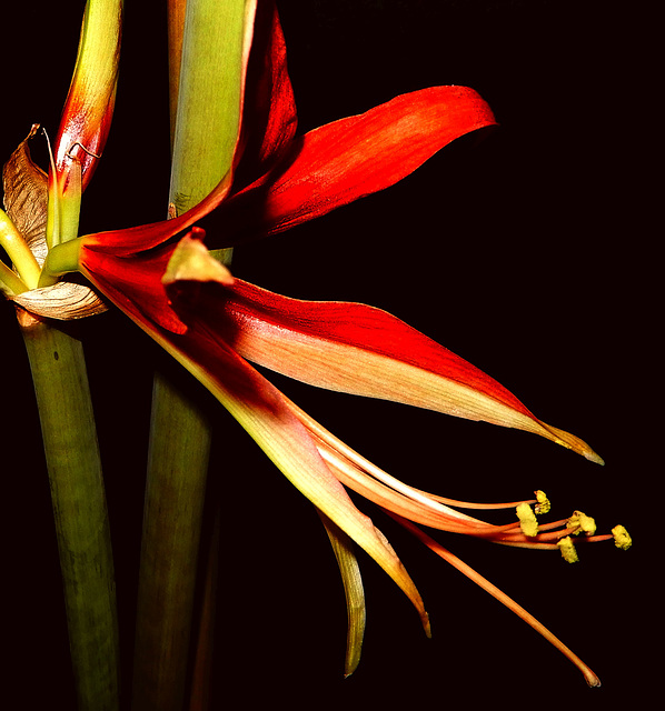 Wildart des Hippeastrum