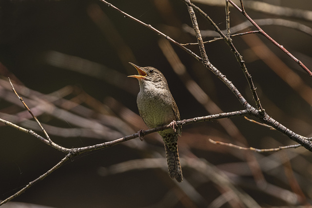 House Wren at Page Springs Campground AWP 3951