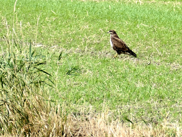 Bussard