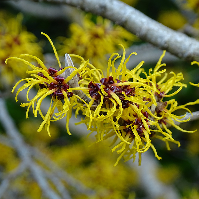 Hamamelis mollis - Witch Hazel. The scented garden in winter