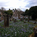 Crocuses At Rhu Church