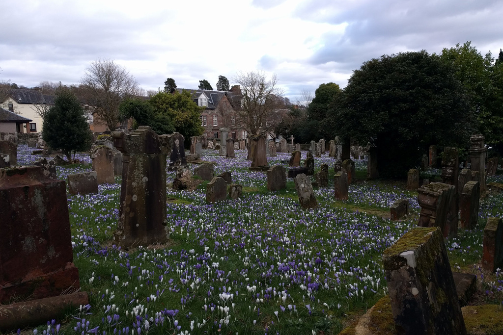 Crocuses At Rhu Church