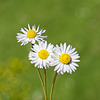 A Trio of Daisies