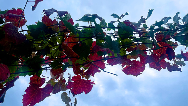 Vitis vinifera (2)