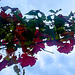 Vitis vinifera (2)