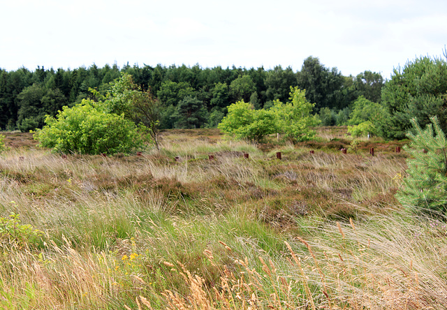 Natur