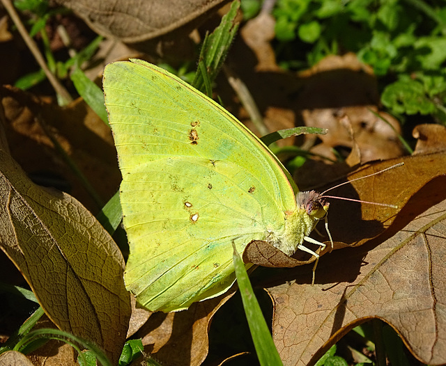 Cloudless Sulphur  (Phoebis sennae)~Todays Surprise !