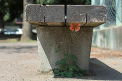 In the shade of a bench