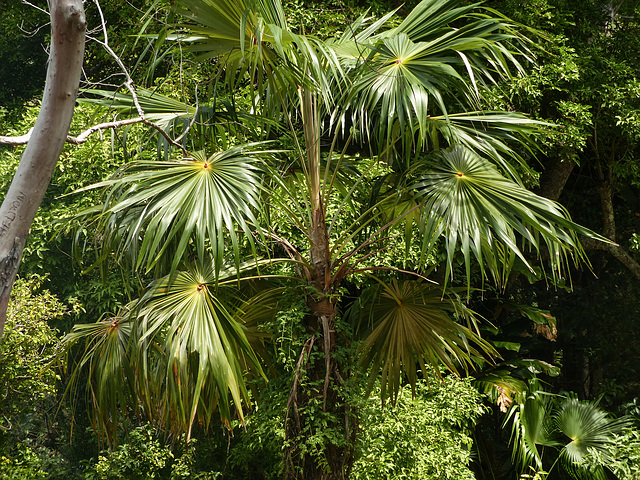 Dry forest of Little Tobago, Day 3