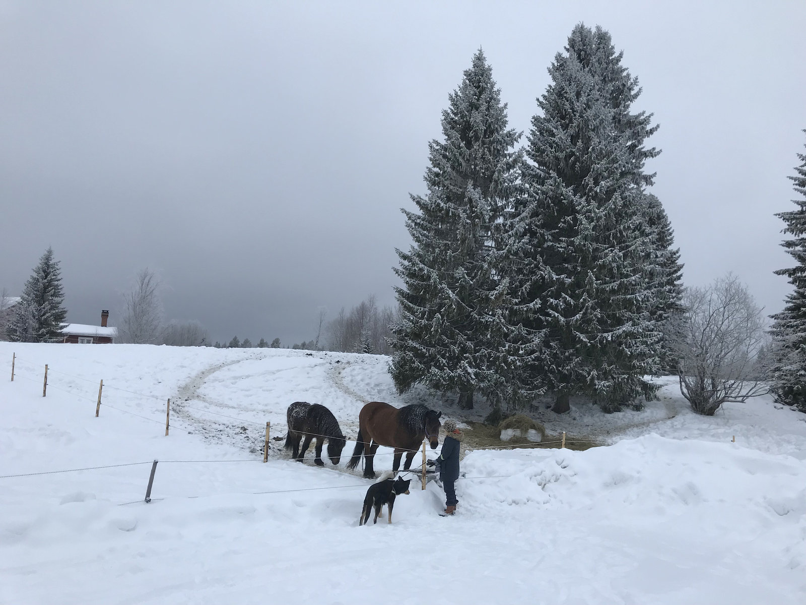 the horses next door