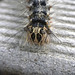 Gypsy Moth Caterpillar