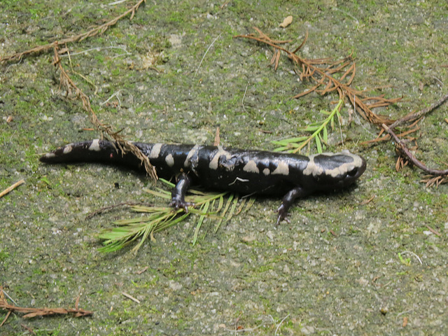 A salamander on my patio