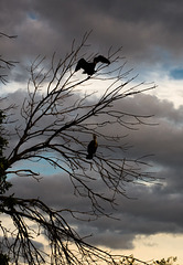 Cormorants