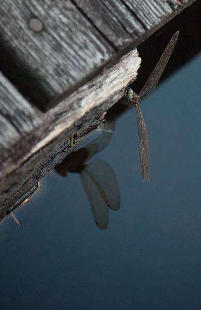 Dragon Fly reflection