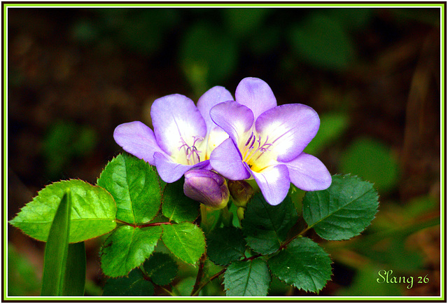 Fleurs de mon jardin, Flowers of my garden.