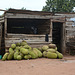 Uganda, Jackfruits for Sale