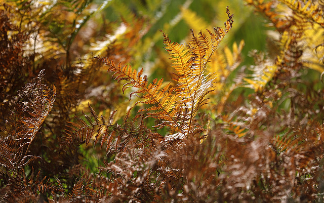 En avance.... Couleurs d'automne :-)