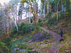 The Dunearn Burn walk - Earl of Moray's estate