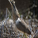 American Bittern from the Central Patrol Road AWP 3901