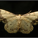 EF7A4209 Moth