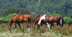 Chevaux dans la nature