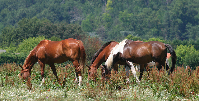 Chevaux dans la nature