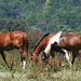 Chevaux dans la nature