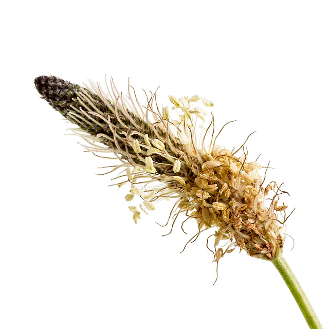 Plantain Seed Head