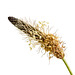 Plantain Seed Head