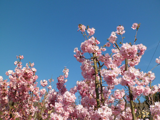 Primavera in fiore