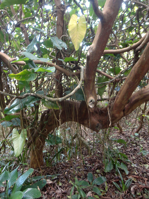 DSC01499 - araçá retorcido Psidium cattleyanum, Myrtaceae