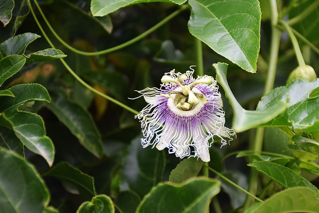 passionfruit flower