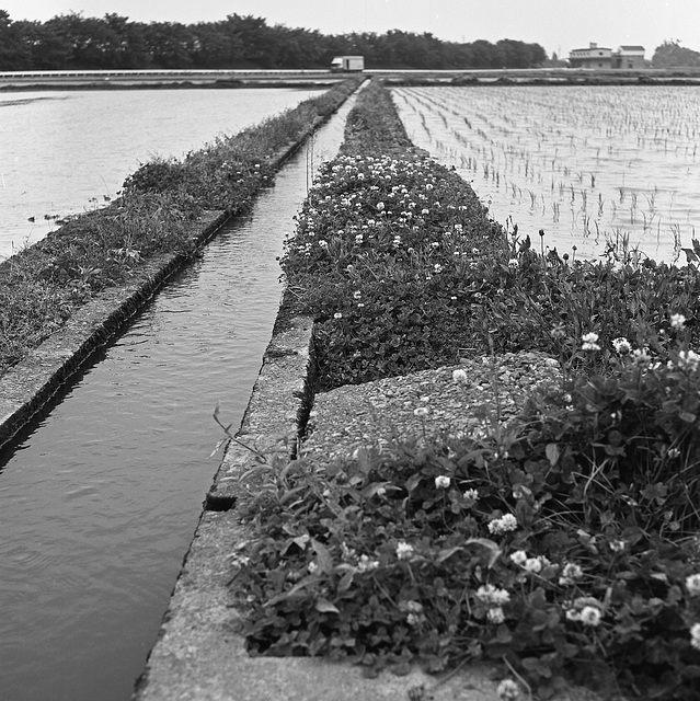 Clovers between rice paddies