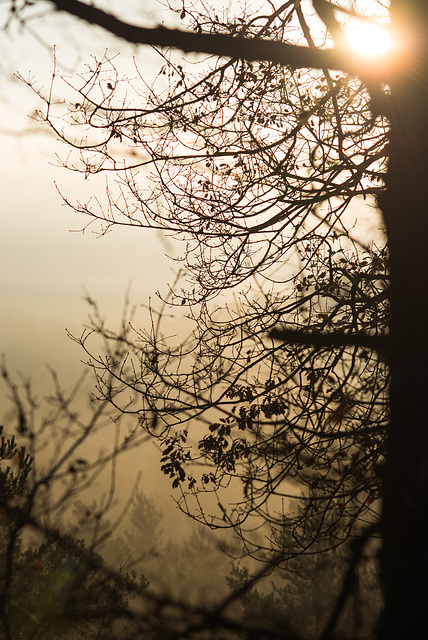 Forêt de Fontainebleau