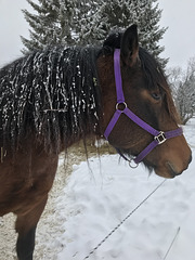 mane icicles