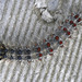 Gypsy Moth Caterpillar