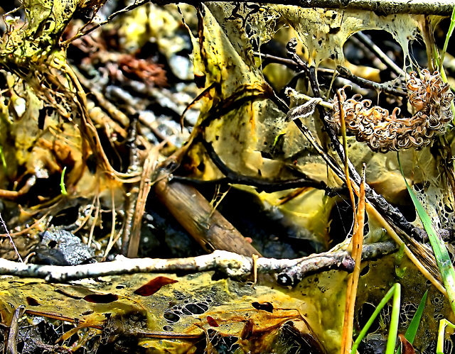 Flooded Woodland Drying Out