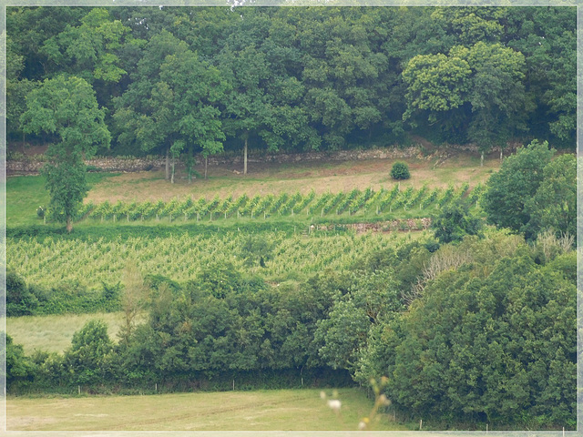 Vue sur les vignes du Mont garrot en Saint Suliac (35)