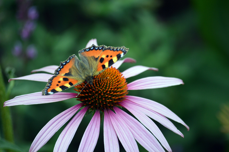 Was wäre die Welt ohne Blumen und Insekten?