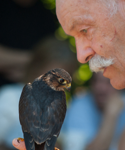 Kestrel and keeper