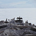 Cormorants on The Cobb, Lyme Regis