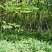 Coppiced Small-leaved lime trees, Shrawley Wood