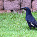 Currawong