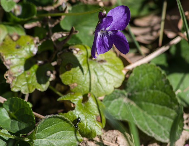 violette