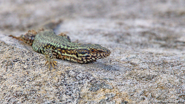 Lézard des murailles