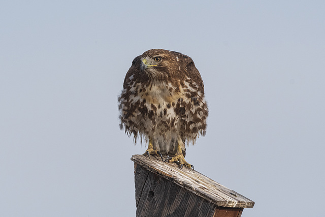 Red-tailed Hawk, Buena Vista Pond AWP 3731