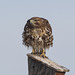Red-tailed Hawk, Buena Vista Pond AWP 3731