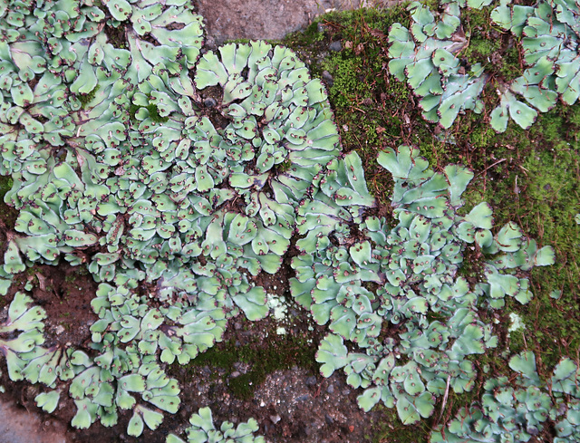 Liverwort