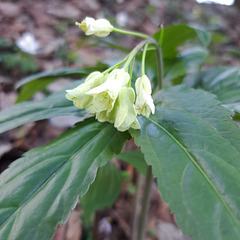 Quirlblättrige Zahnwurz (Cardamine enneaphyllos), auch als Neunblatt-Zahnwurzoder Weißer Sanikel